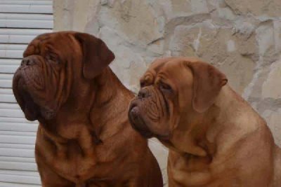 Dogo de Burdeos