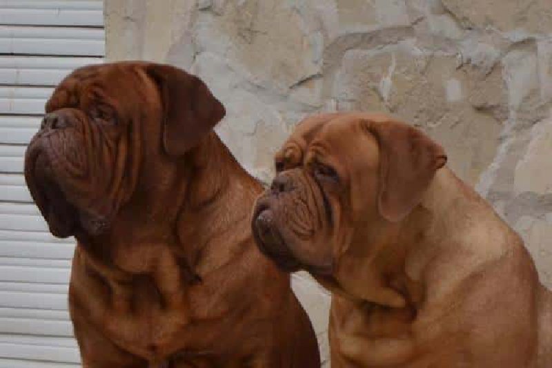 Dogo de Burdeos