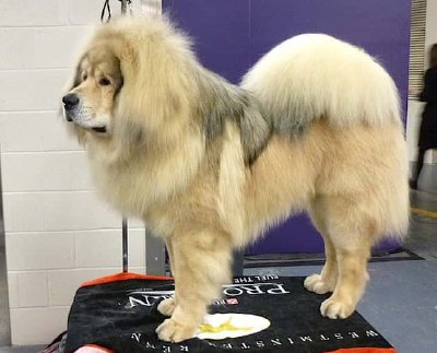 Dogo del Tíbet