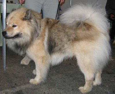 Eurásico