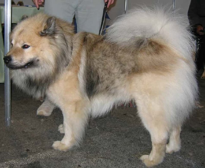 Eurásico