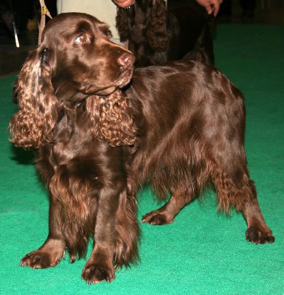 Spaniel de Campo