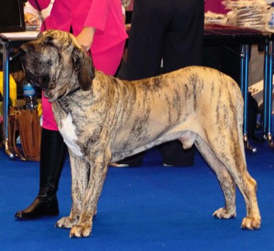 Fila brasileiro
