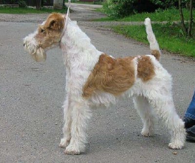 Fox Terrier de pelo duro