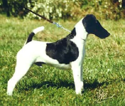 Fox Terrier de pelo liso