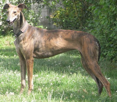 Galgo español