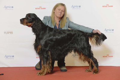 Gordon Setter