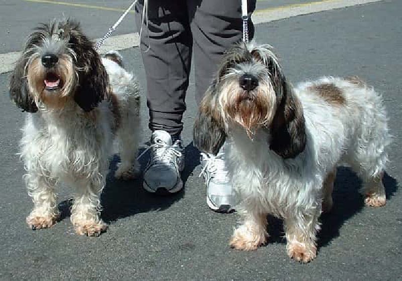 Gran basset grifón vendeano