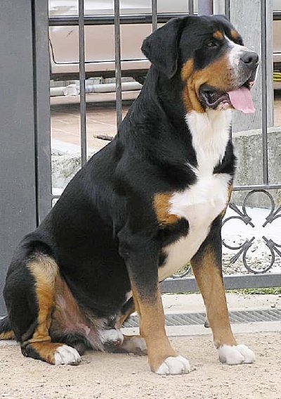 Gran Boyero Suizo