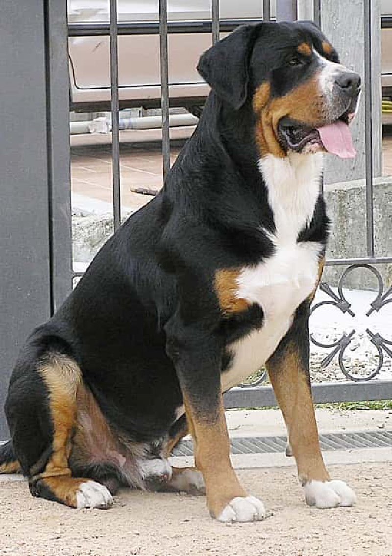 Gran Boyero Suizo