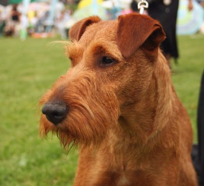 Terrier Irlandés