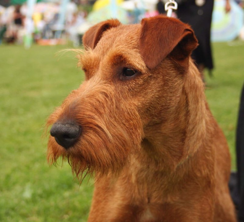 Terrier Irlandés