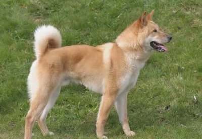Jindo