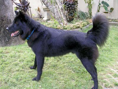 Perro Kintamani-Bali (Anjing Kintamani-Bali)
