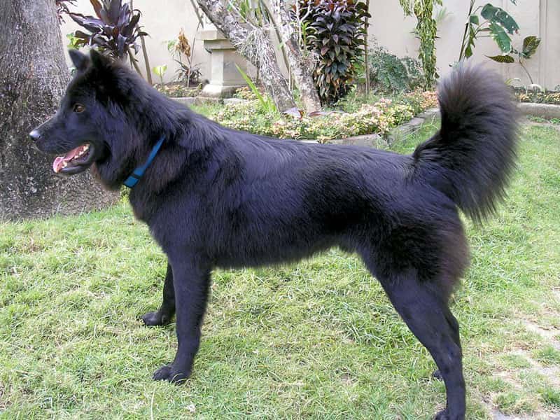 Perro Kintamani-Bali (Anjing Kintamani-Bali)