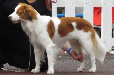 Kooikerhondje (Perro de caza neerlandés)