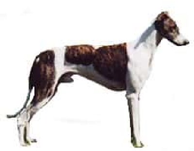 Galgo húngaro