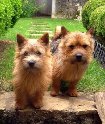 Terrier de Norwich