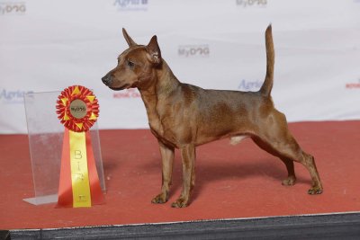Pinscher Miniatura
