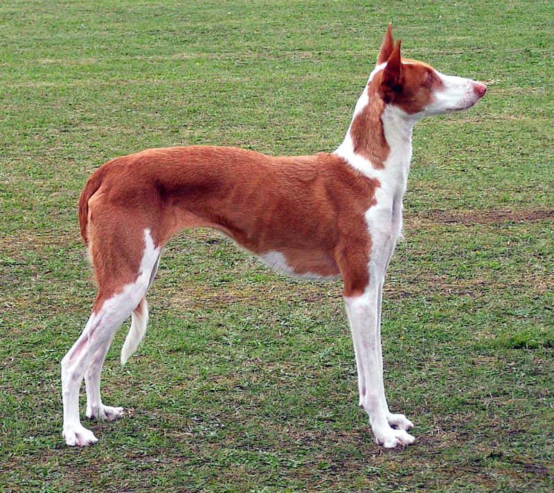 Podenco ibicenco