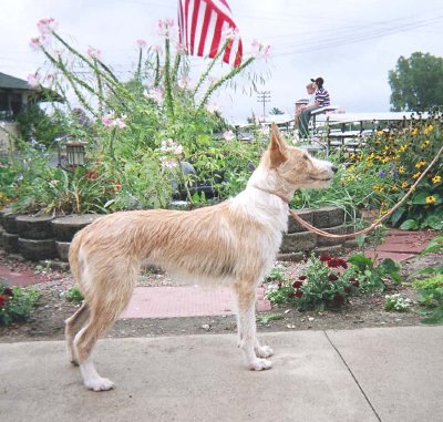 Podenco portugués