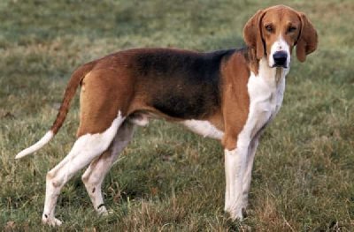 Sabueso poitevin