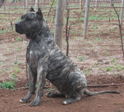 Presa Canario