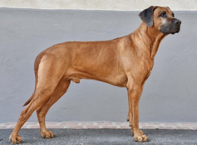 Rhodesian Ridgeback (Perro crestado rodesiano)