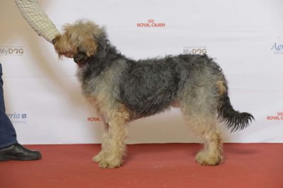 Sabueso bosnio de pelo cerdoso (Barak)