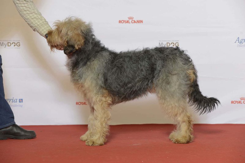 Sabueso bosnio de pelo cerdoso (Barak)