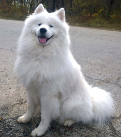 Samoyedo (Samoiedskaïa sabaka)
