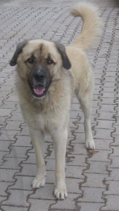 Perro de pastor yugoslavo de Charplanina