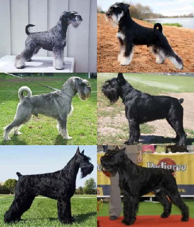Schnauzer