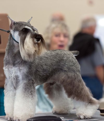 Schnauzer Miniatura