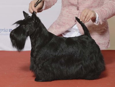 Terrier escocés
