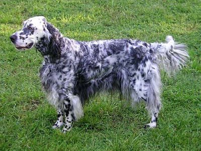 Setter inglés