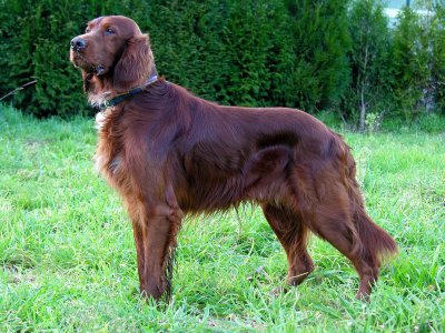 Setter irlandés rojo