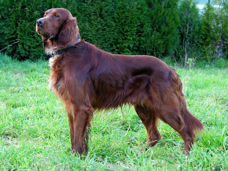 Setter irlandés rojo