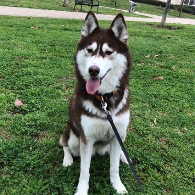 Husky siberiano