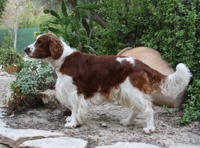 Springer Spaniel de Gales