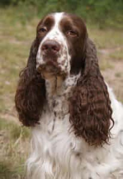 Springer Spaniel Ingles