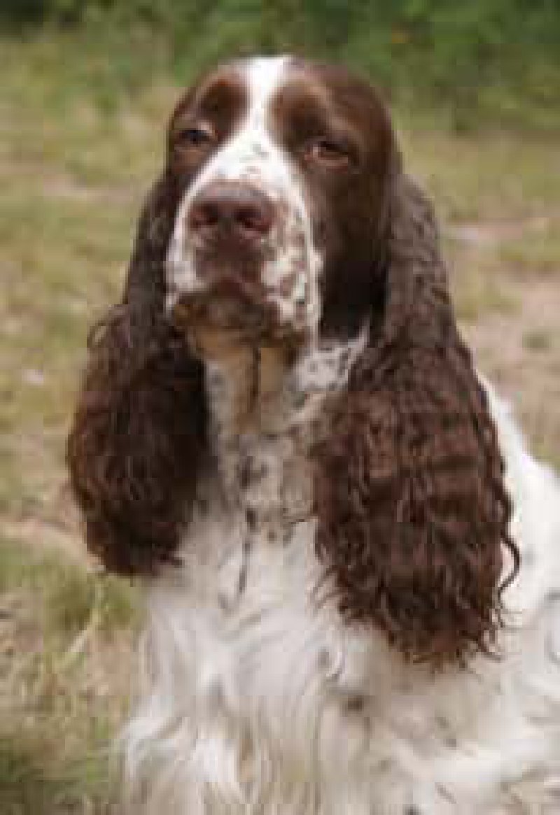 Springer Spaniel Ingles