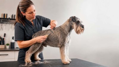 Stripping (arrancado a navaja) en peluquería canina: guía práctica