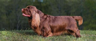 Sussex Spaniel