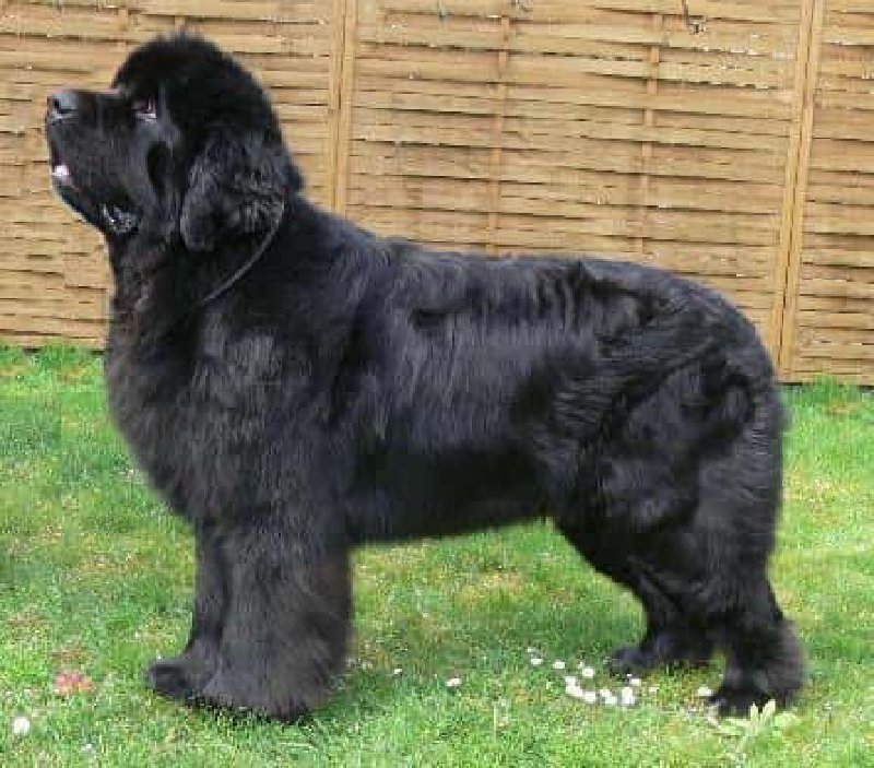 Perro de Terranova