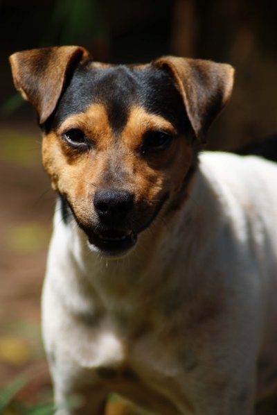 Terrier brasileño