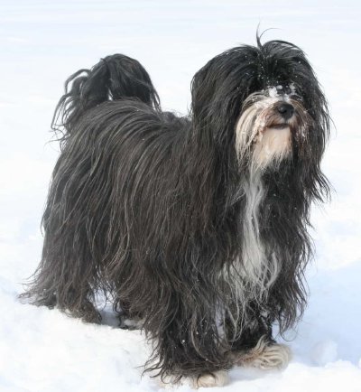 Terrier tibetano