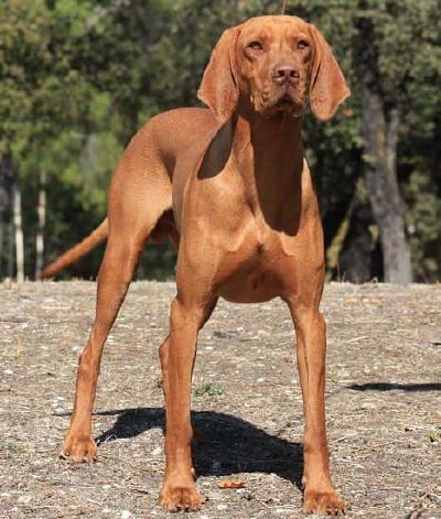 Vizsla (Braco Húngaro de Pelo Corto)