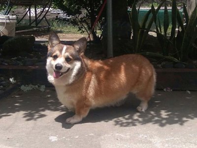 Welsh Corgi (Pembroke)