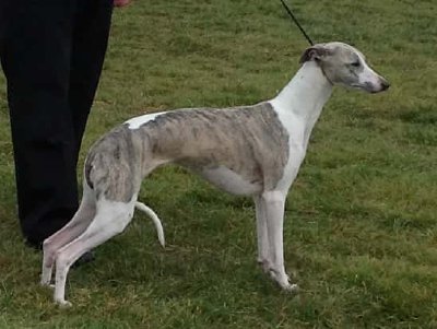 Whippet